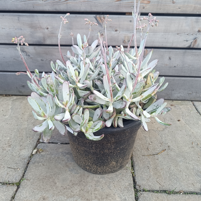 Cothyledon (Kotyledón) ´SILVER PEAK´ - kont. C12L, výška 30 cm, Ø 40-50 cm